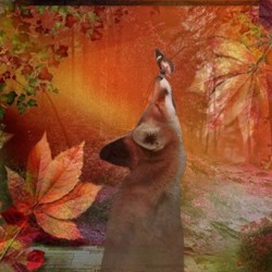 The Fox And The Butterfly