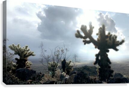 Jumping Cactus  Canvas Print