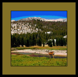 A Doe In Tuolumne Meadows Yosemite National Park