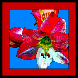 AMARYLLIS 002