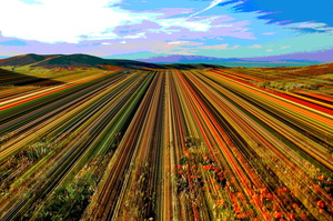CAIFORNIA POPPY FIELD
