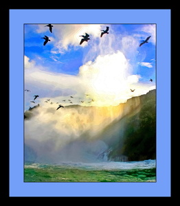 SEABIRDS AT ANACAPA ISLAND IN CHANNEL ISLANDS NATIONAL PARK 
