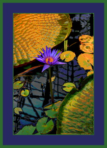 WATER LILLY 