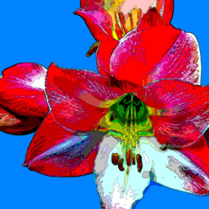 AMARYLLIS
