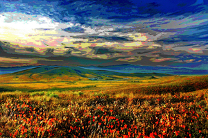 CALIFORNIA - POPPY FIELDS 003 
