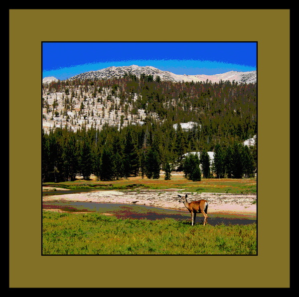 A Doe In Tuolumne Meadows Yosemite National Park Print