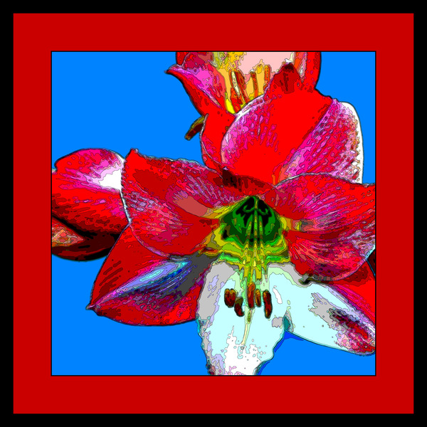 AMARYLLIS 002 Print