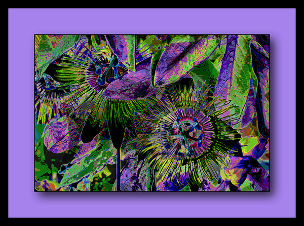 PASSION FLOWERS 002 Print