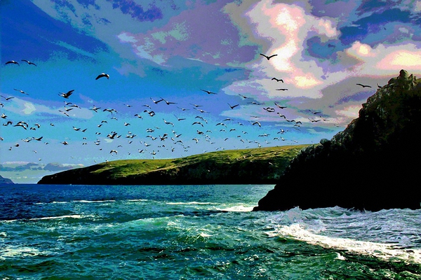 CHANNEL ISLANDS NATIONAL PARK  ANNACAPPA ISLAND   Print