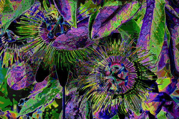 PASSION FLOWERS  Print