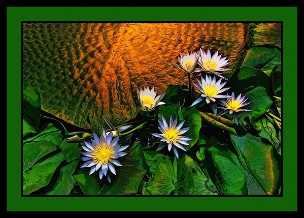 WATER LILIES WITH GIANT LEAF PAD    Print