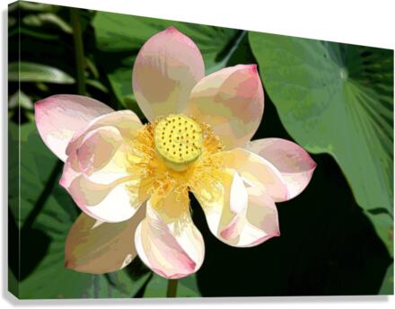 IMG 5539 A2 Canvas Print