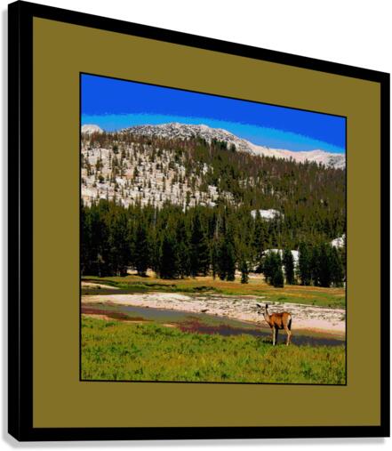 A Doe In Tuolumne Meadows Yosemite National Park Canvas Print