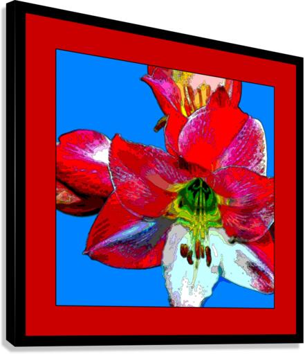 AMARYLLIS 002 Canvas Print