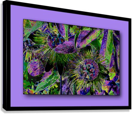 PASSION FLOWERS 002 Canvas Print