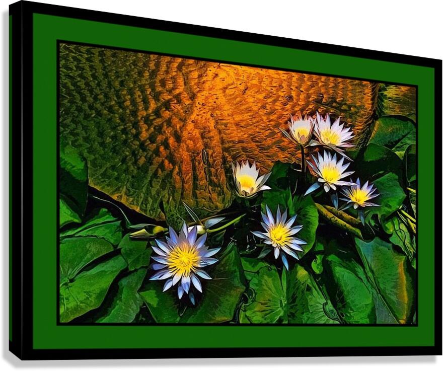WATER LILIES WITH GIANT LEAF PAD    Canvas Print