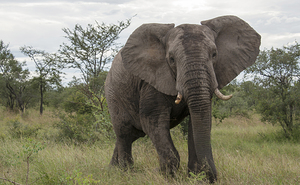 big elephant in kruger park