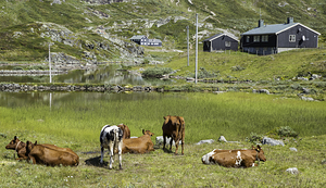 grazing cows in the norway nature