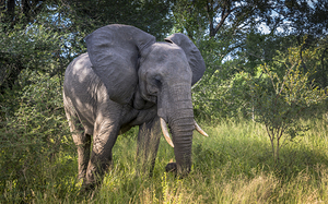 wild elephant animal in kruger national parc