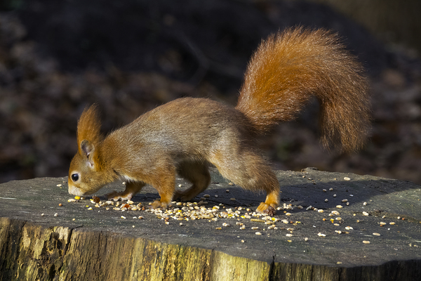 Vibrant Red Squirrel Standing on a Tree Stump in Natural Setting Print