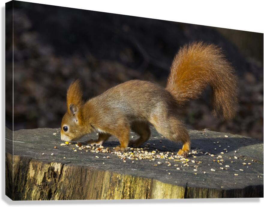 Vibrant Red Squirrel Standing on a Tree Stump in Natural Setting Canvas Print