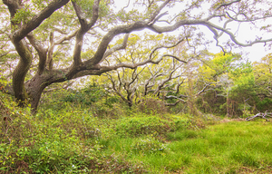 Live Oak Trees in the Spring at Atlatntic Beach NC