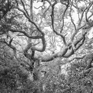 Atlantic Beach Live Oak Tree