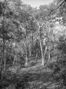 Maritime Forest Nature Trail Pine Knoll Shores NC