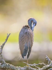 Tricolored Heron - T. Rossevelt Nature Trail