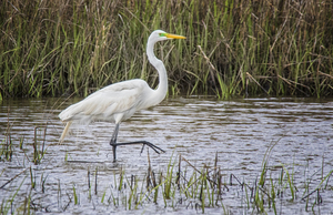 Great Egret at Cedar Point North Carolina