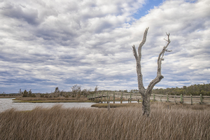 Dead Tree Along in the Marsh - Cedar Point NC