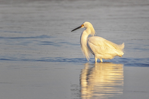 Early Morning Snowy Egret