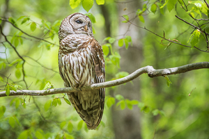 Barred Owl at Clifss of the Neuse