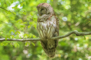 Barred Owl in the Forest at Cliffs of the Neuse State Park