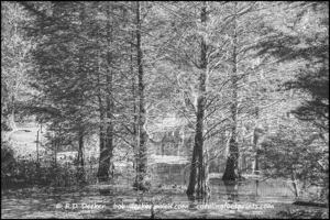 Cypress Swamp Near New Bern North Carolina