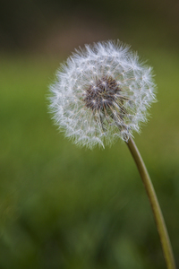 Dandelion Seed Head - Puff Ball Close-up