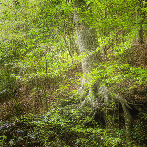 Exposed Roots in the State Park