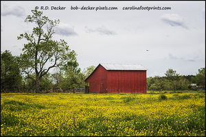 Red Barn in a Field of Yellow Flowers