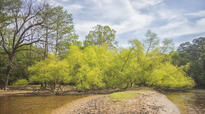Spring Along the Neuse River - Wayne County North Carolina