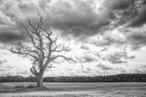A Tree With Great Character - Eastern North Carolina