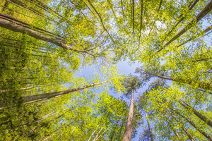 Looking Up at the Forest Canopy