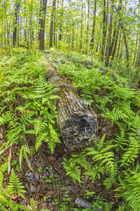 Fallen Logs Surrounded by Ferns