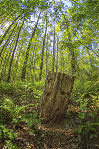 Woodpecker Buffet - Old Stump in the Forest