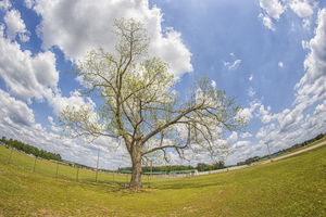 Lone Tree Near Lumberton North Carolina
