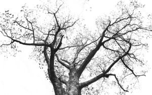 Looking Up - Branching Out - Oak Tree Abstract