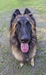Fisheye Tervuren Portrait