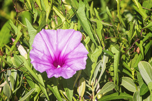 2022 Aug 03 MorningGlory01