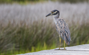 2022 Aug 19 Yellow CrownedNH01
