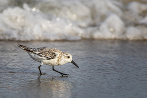 2022 Aug 30 Sanderling01