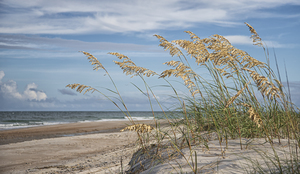 2022 Aug 30 SeaOats01